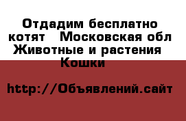 Отдадим бесплатно котят - Московская обл. Животные и растения » Кошки   